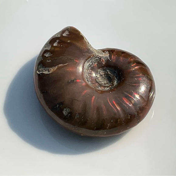 Ammonite (Rams Head) - Picture 10 of 12